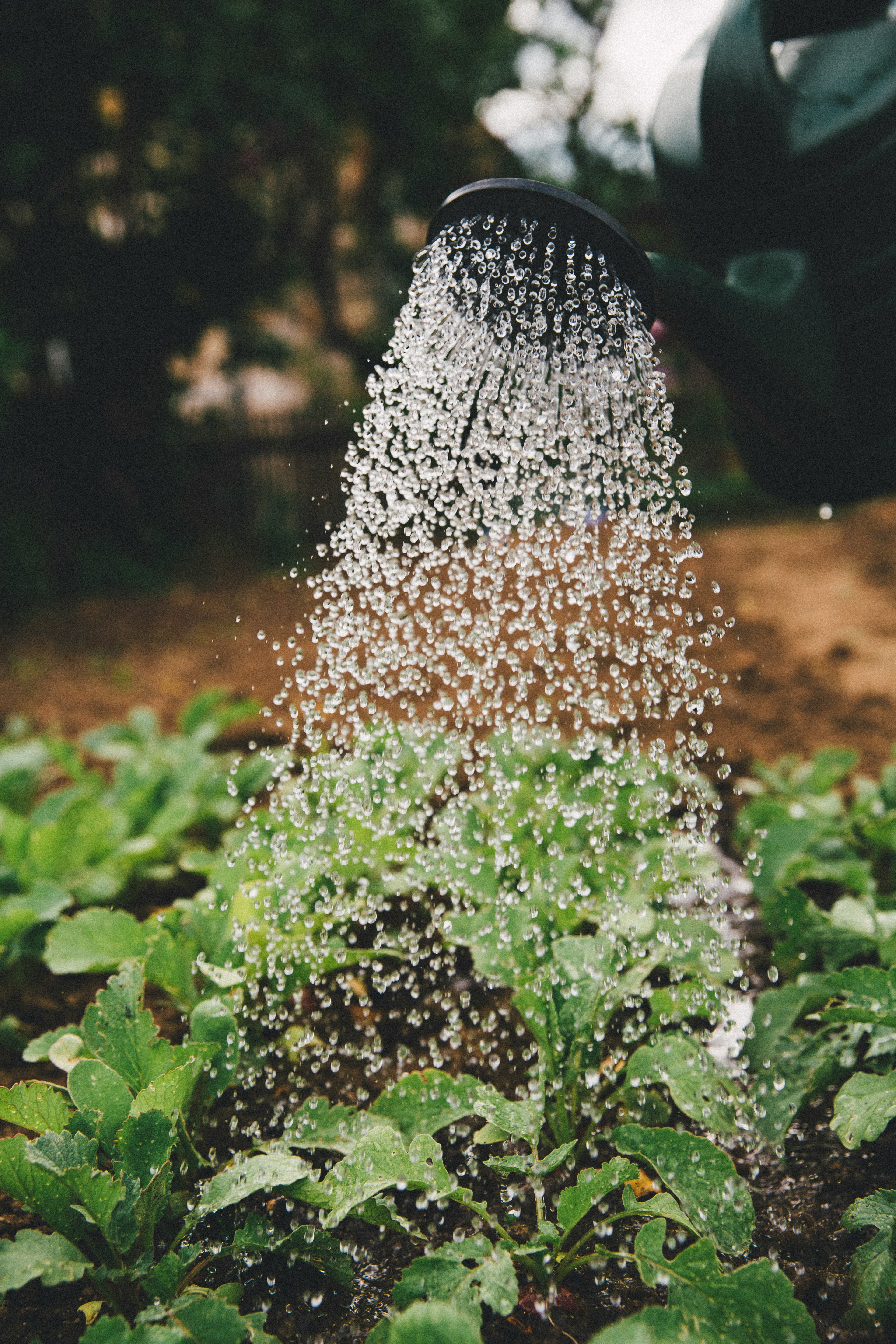 Garden Maintenance